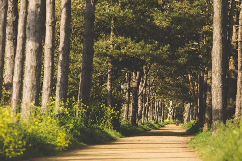 Victorian railway trail 