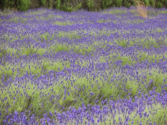 A serene lavender field, filled with vibrant purple flowers, stretches out in a vast expanse. The field is surrounded by trees, creating a natural boundary. The low-angle perspective emphasizes the field's grandeur and the tranquil atmosphere. The image captures a moment of tranquility and natural beauty.